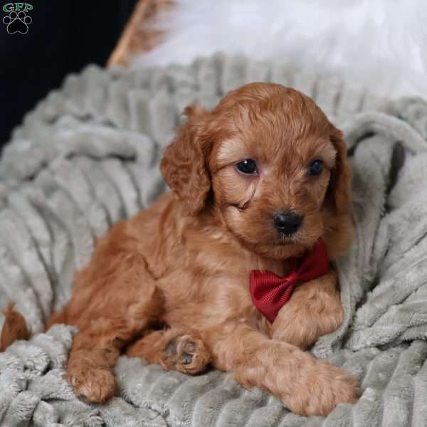 Rusty, Cavapoo Puppy